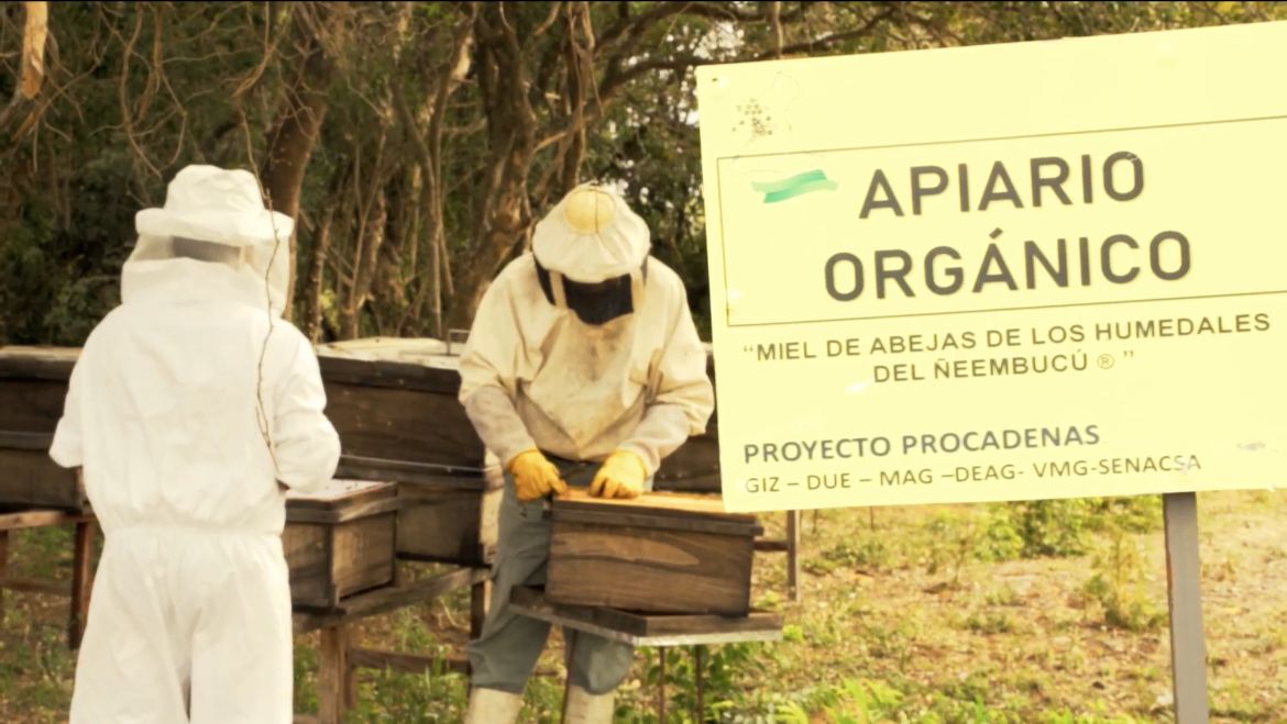 La miel de los humedales de Ñeembucú camino a ser una marca gastronómica nacional